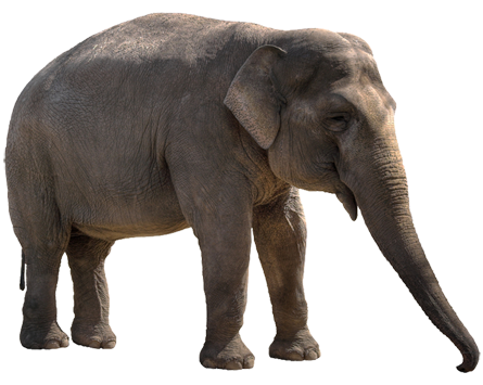 Elephant PNG HD - 129137