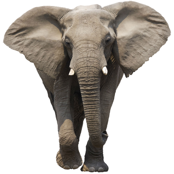 Elephant PNG HD - 129128