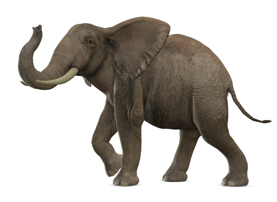 Elephant PNG HD - 129131