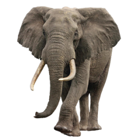 Elephant PNG Transparent Imag