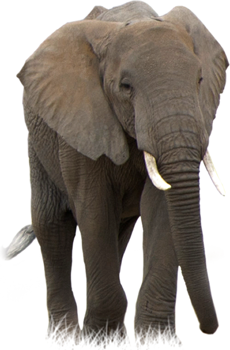 Elephant PNG HD - 129134