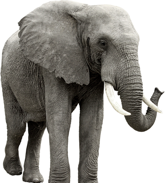 Elephant PNG HD - 129142