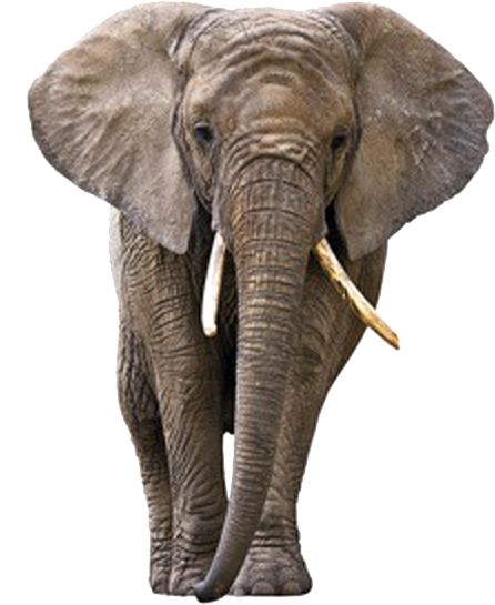Elephant PNG HD - 129132
