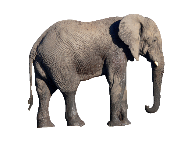 Elephant PNG HD - 129138