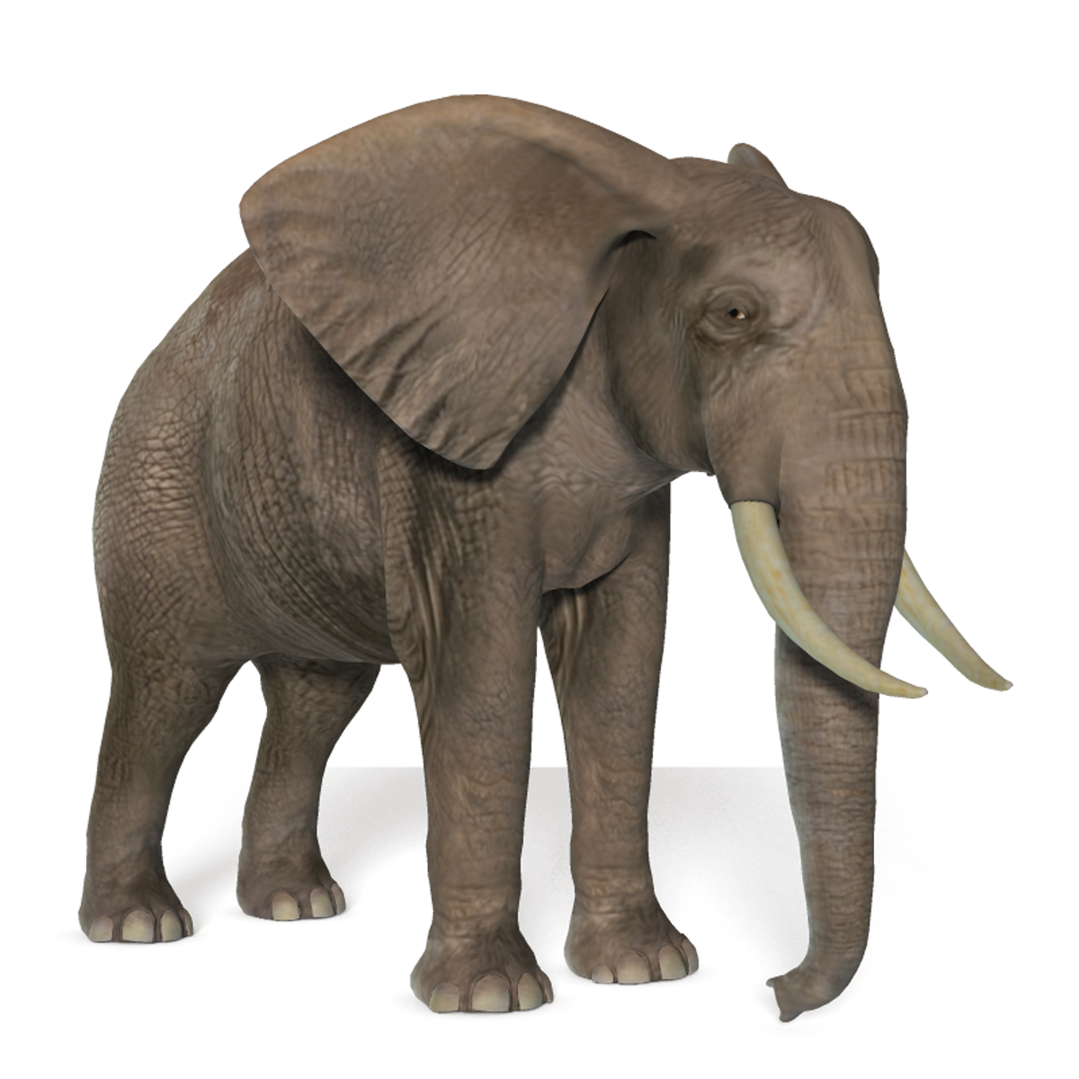 Elephant PNG HD - 129136