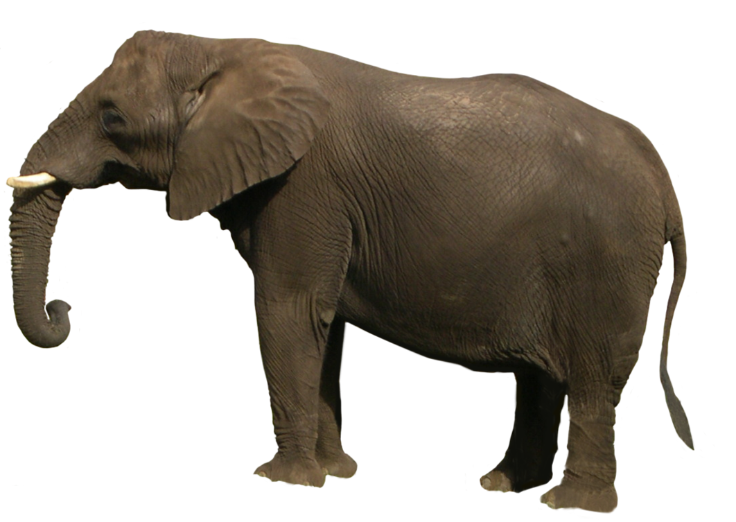 Elephant Transparent Backgrou