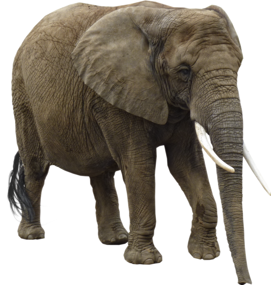 Elephant PNG HD - 129135