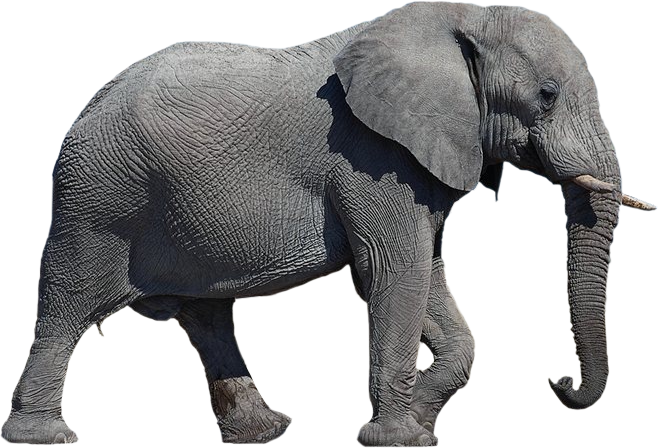 Elephant PNG HD - 129139