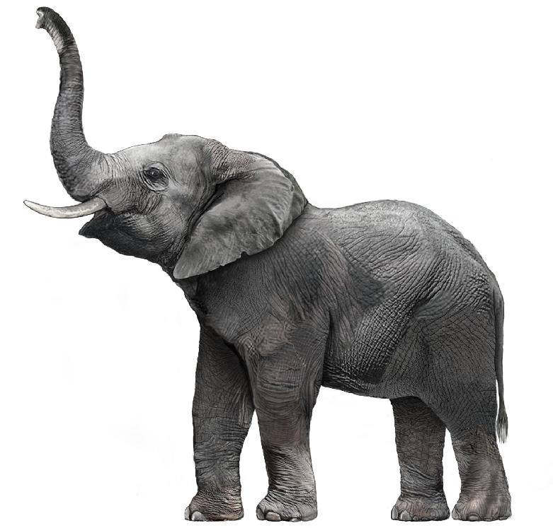 Elephant PNG HD Outline - 157156