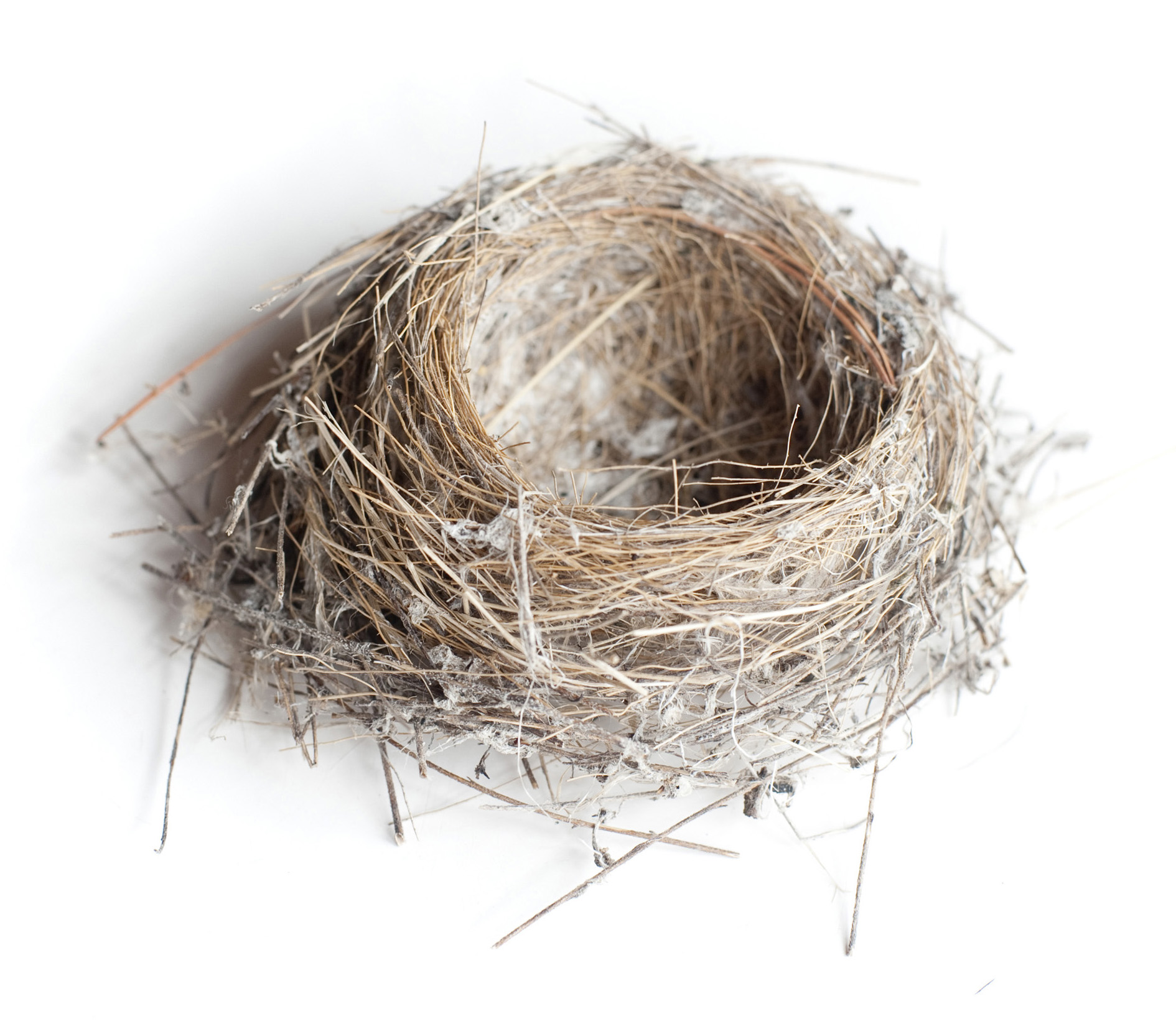 Empty Nest and Hijacking | No