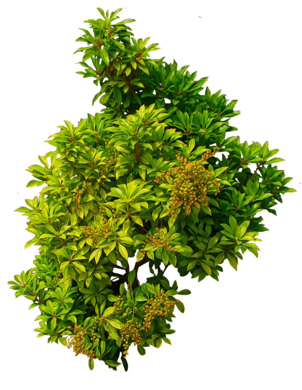 Evergreen Tree PNG HD - 129003