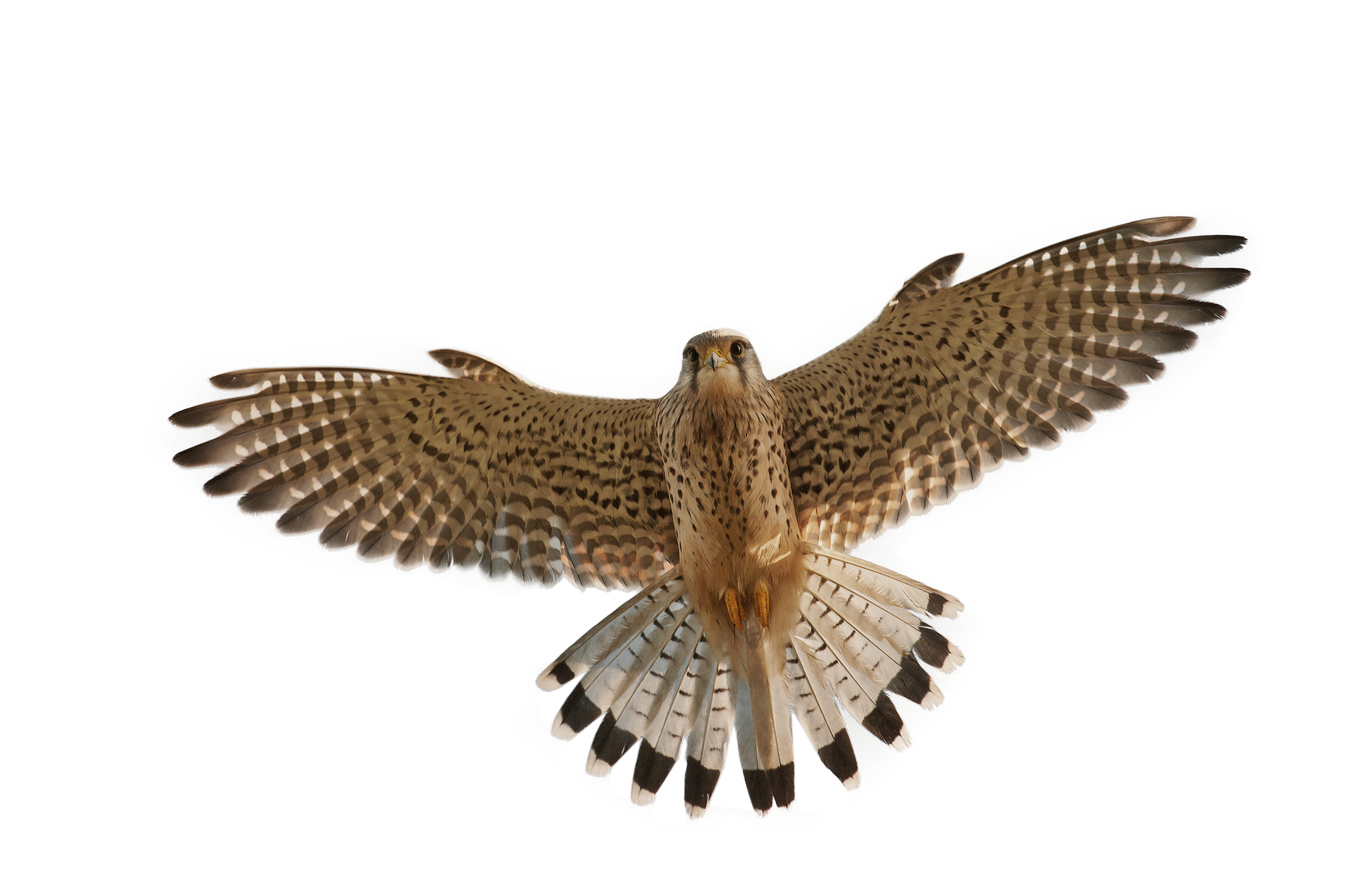 Falcon PNG - 22370