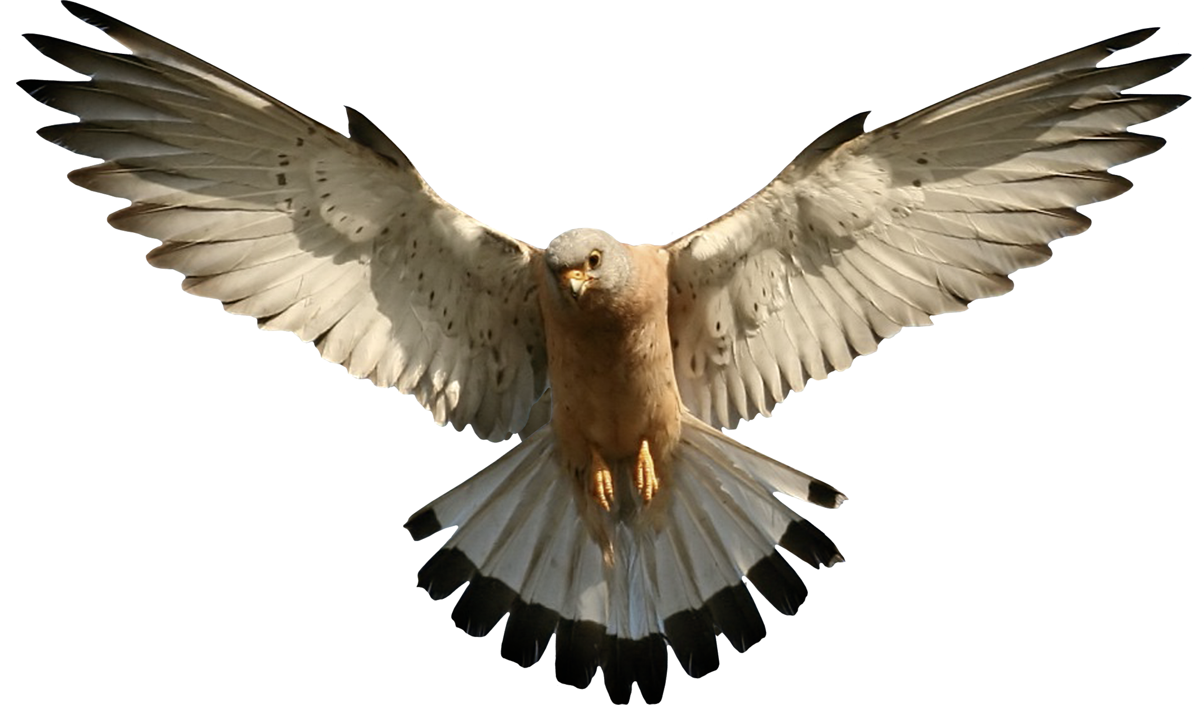 Falcon Png Image PNG Image
