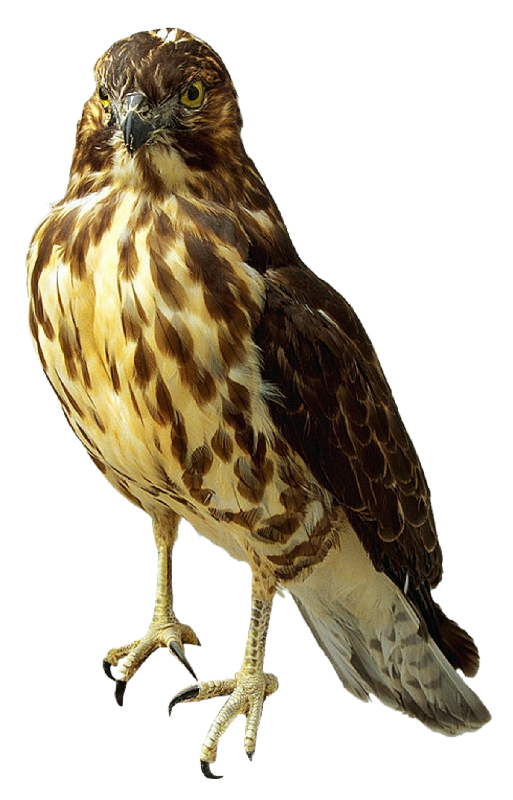 Similar Falcon PNG Image