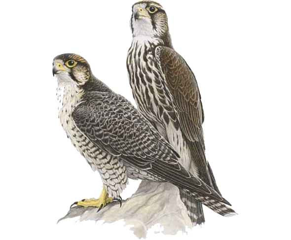 Falcon PNG - 22365