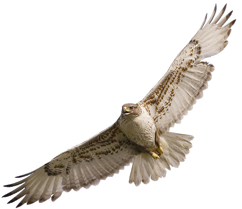Falcon PNG - 12941