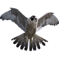 Falcon PNG - 22360