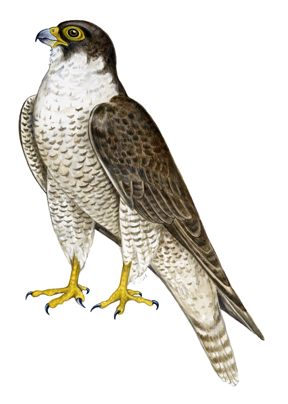 Falcon PNG Render by MrVideo-