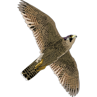 Falcon PNG - 22367