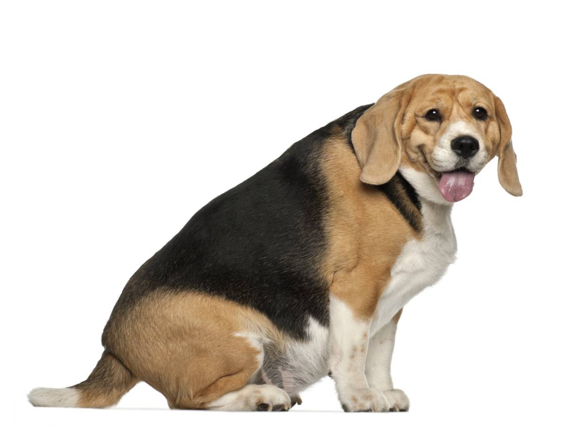 fluffy fat dog sticker #63018
