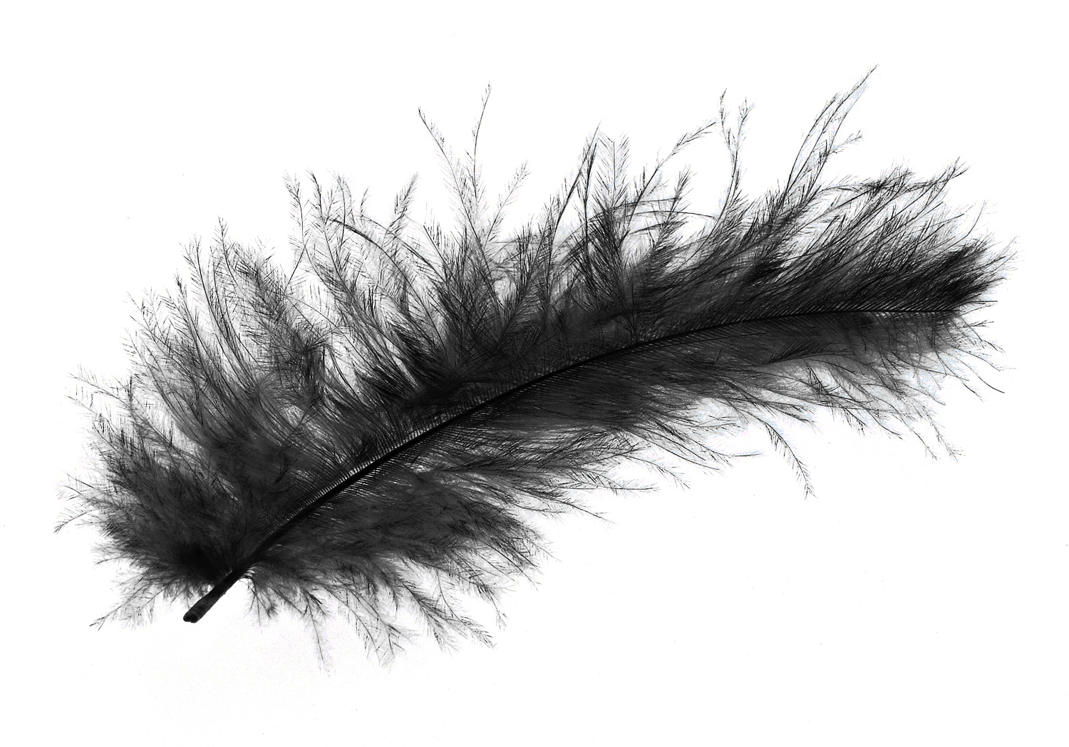 Feather HD PNG - 90471