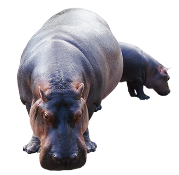 Hippopotamus PNG - 5112