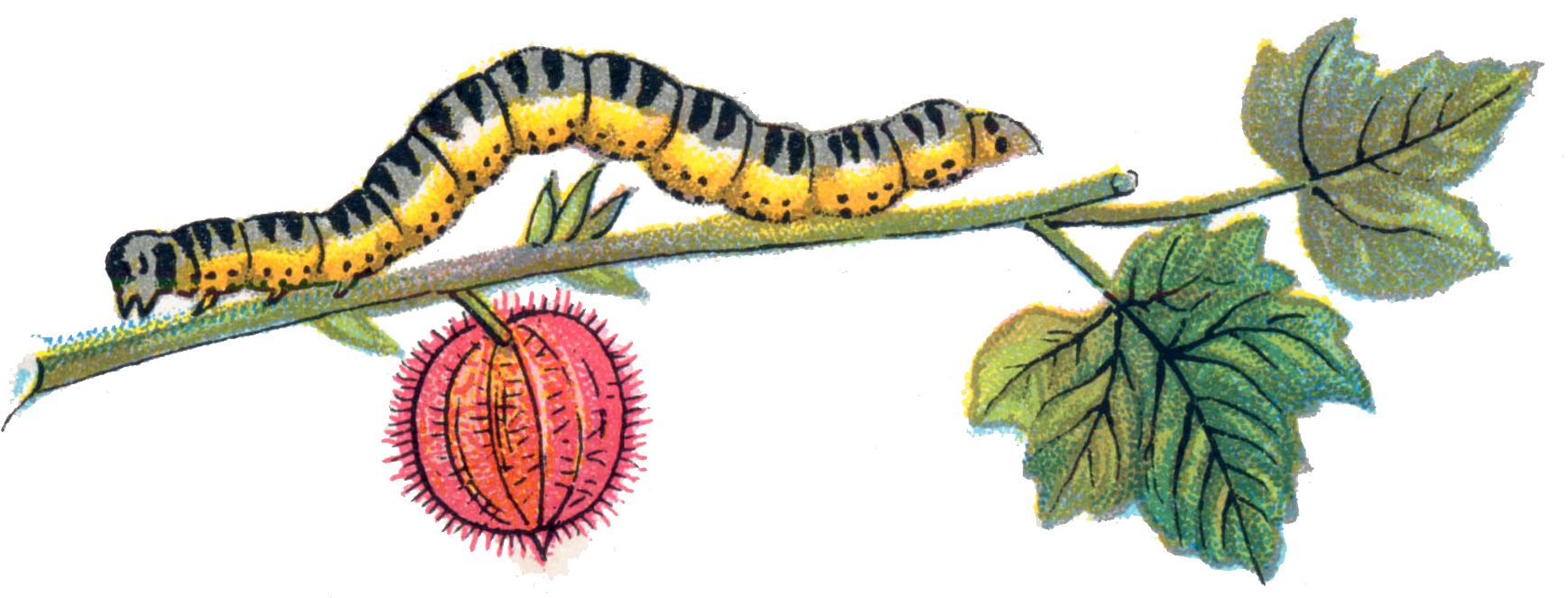 Caterpillar PNG - 1776