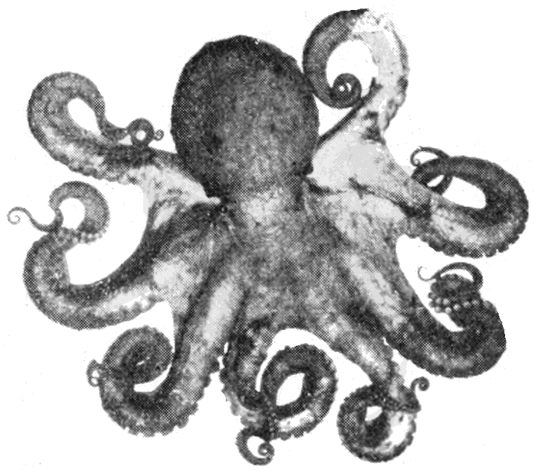 Octopus PNG - 3103