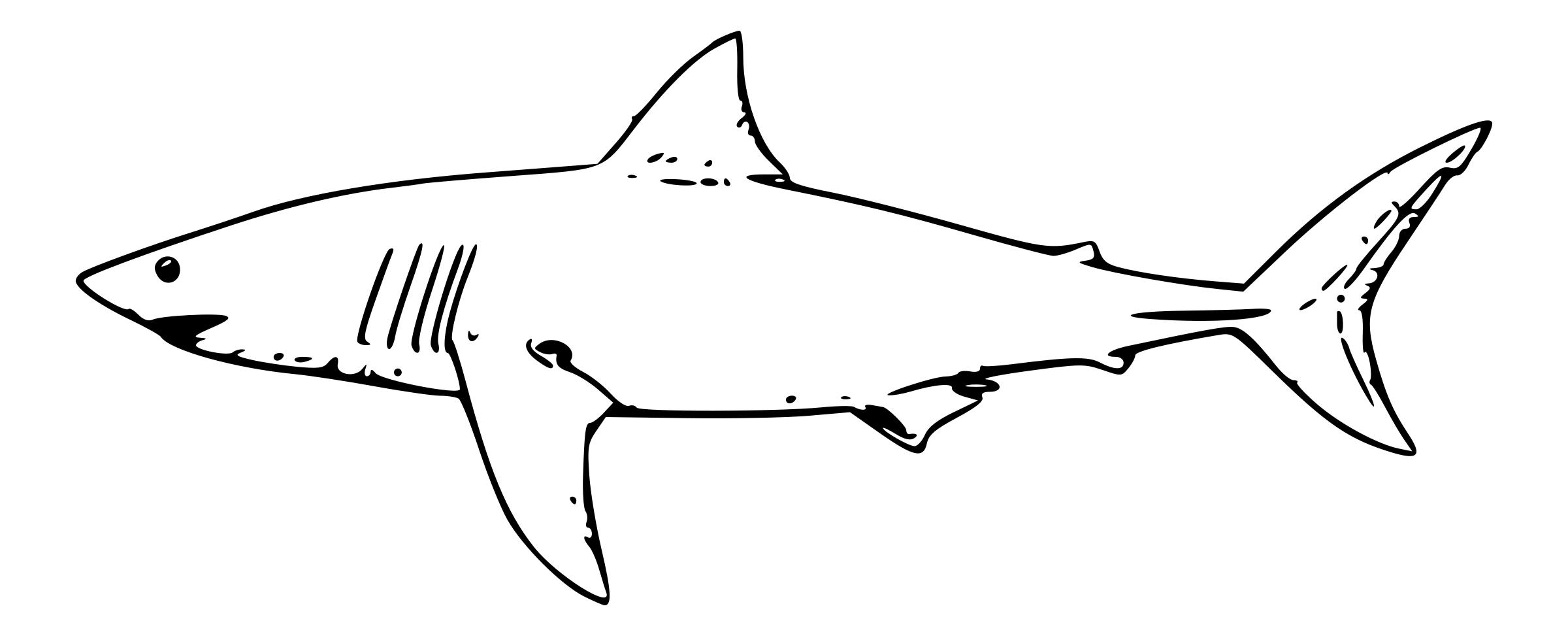 Схематичный рисунок акулы