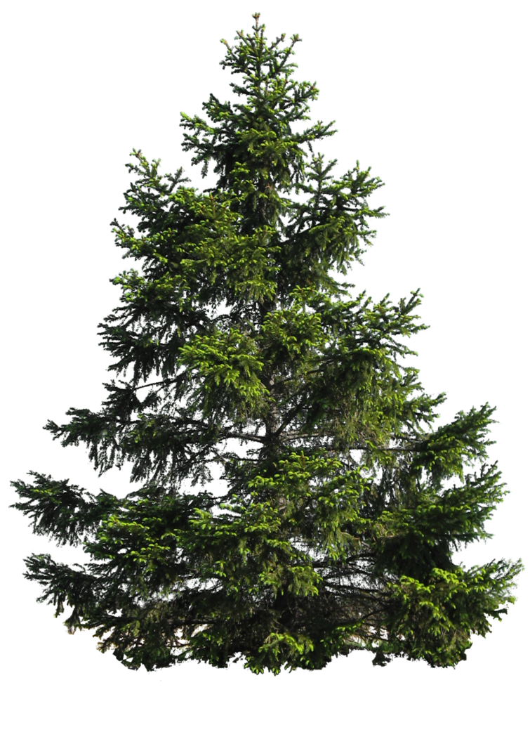 PINE TREE PNG by Moonglowlill