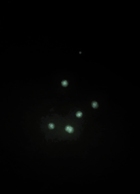 Firefly PNG - 24838