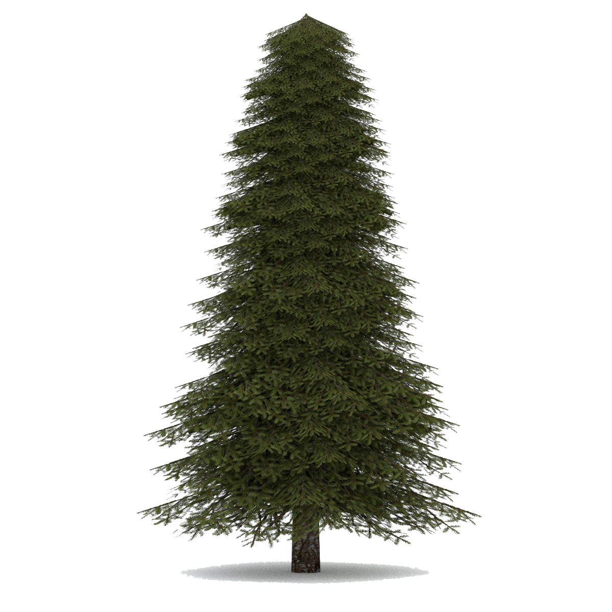 pin Drawn fir tree transparen