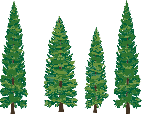 green Fir-tree PNG image