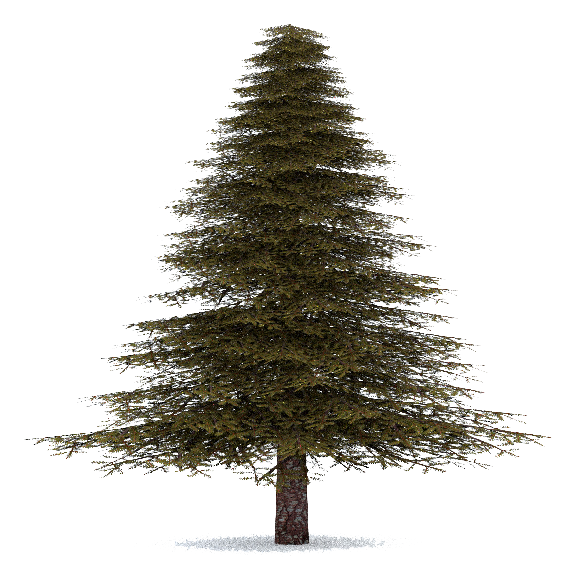 Firtree HD PNG - 91588