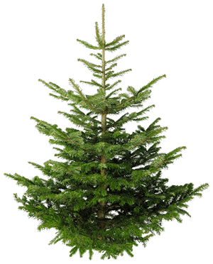Firtree HD PNG - 91592