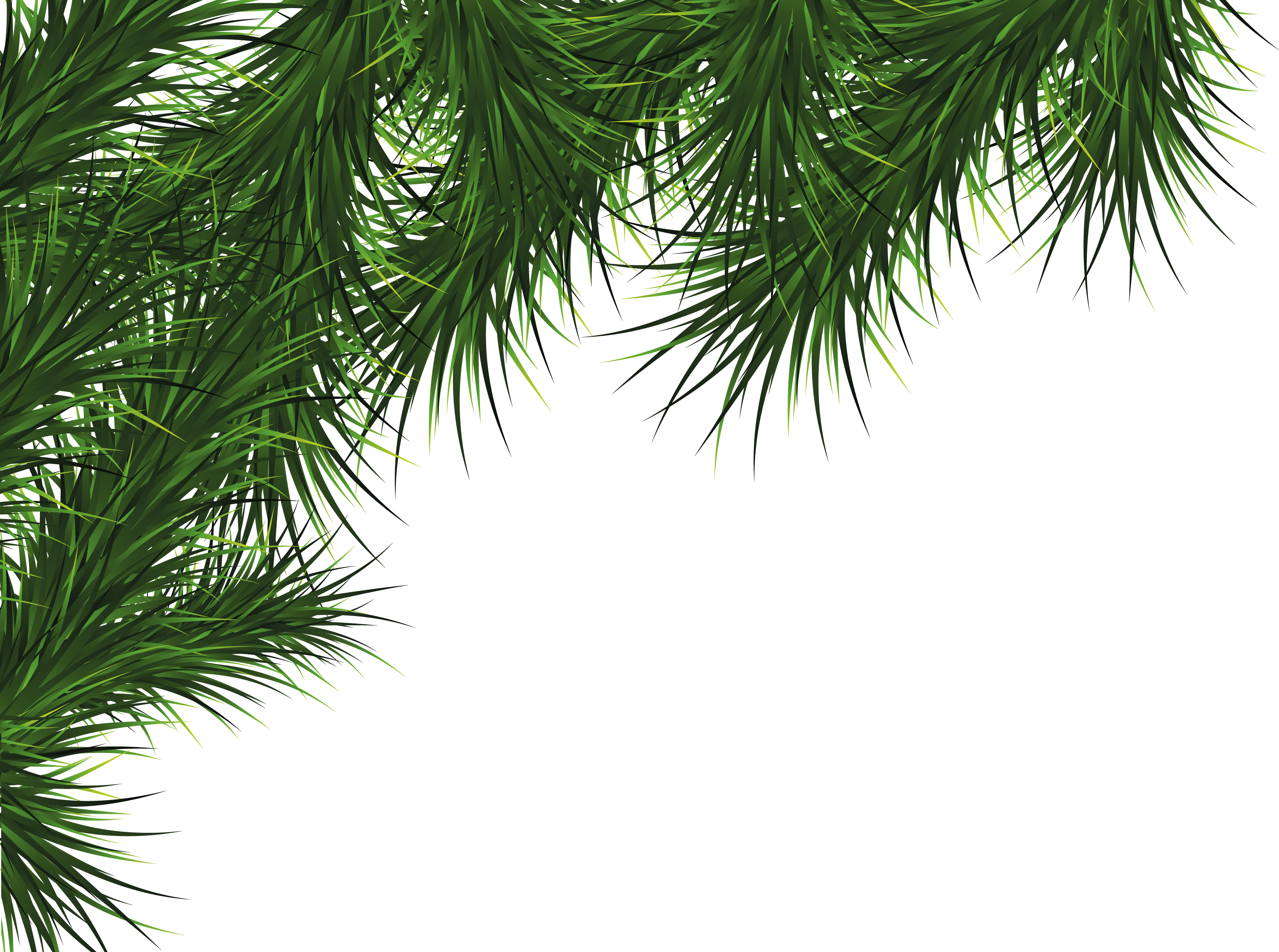 Firtree HD PNG - 91593