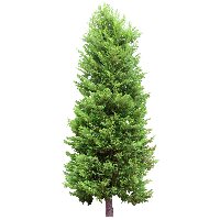 Firtree HD PNG - 91584