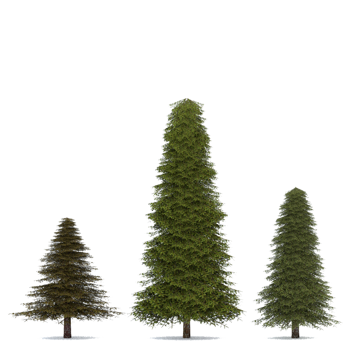 Firtree HD PNG - 91583