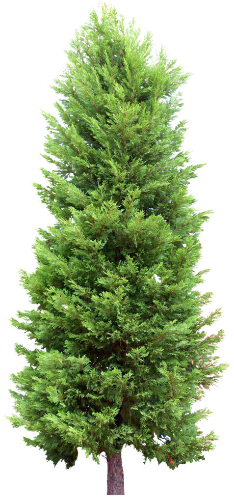 Firtree HD PNG - 91587