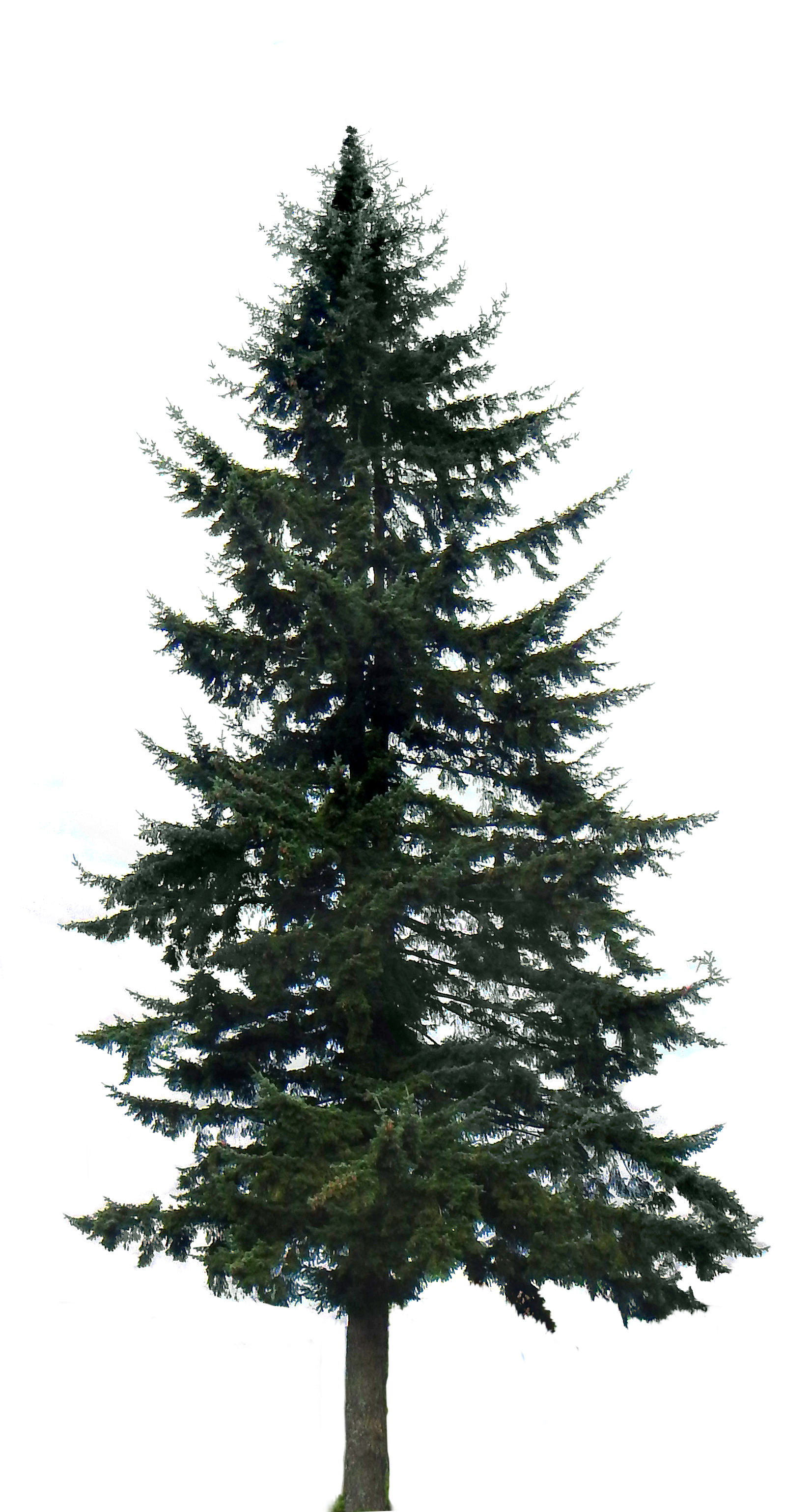 Firtree HD PNG - 91585