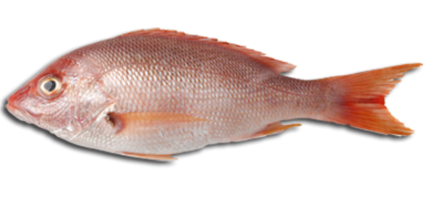 Fish And Meat PNG-PlusPNG.com