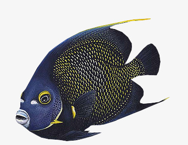 Fish Gills PNG - 133667