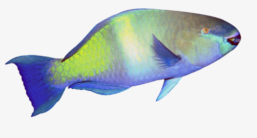 Fish Gills PNG - 133672