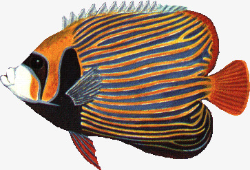 Clown fish gills, Orange, Clo