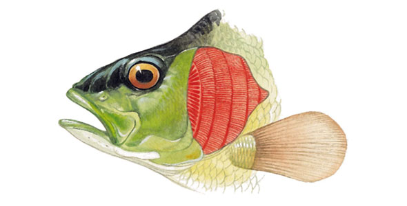 Trout clipart fish gill #3