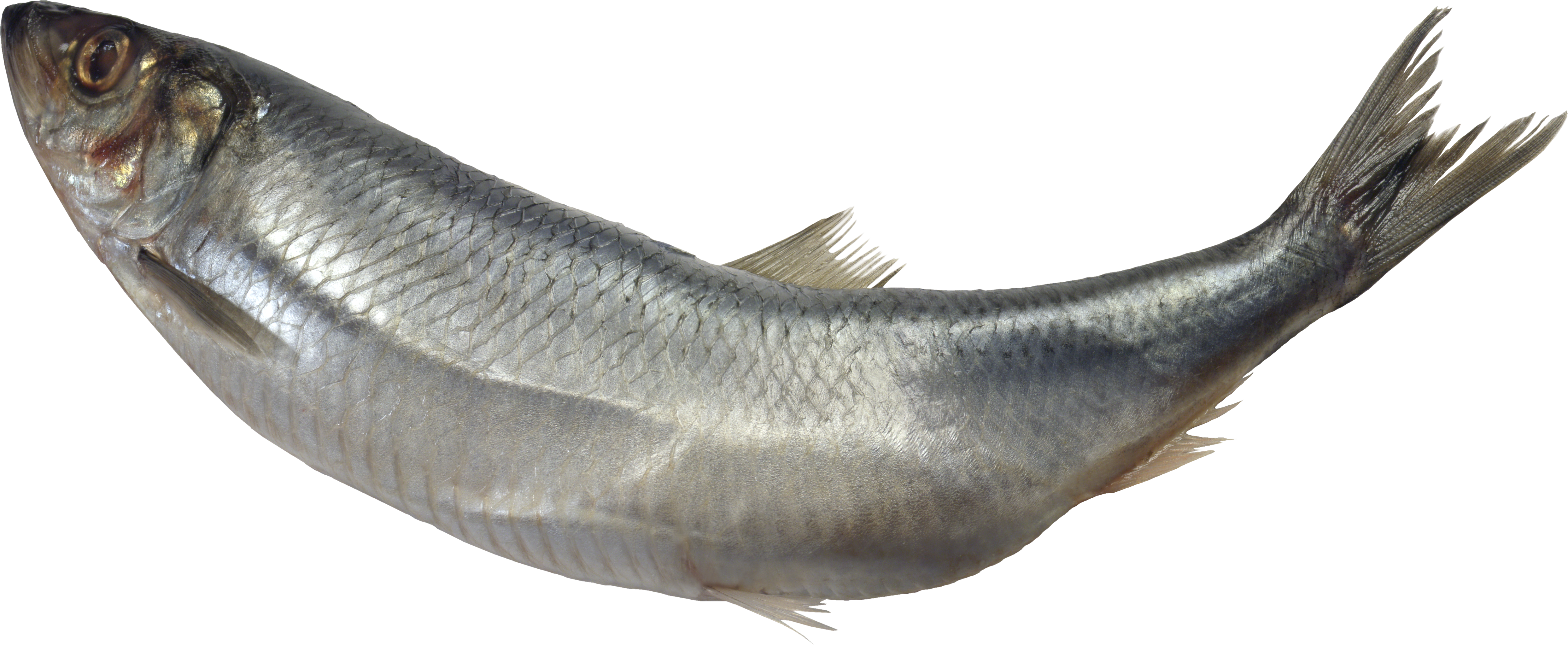 Real Fish Transparent Backgro