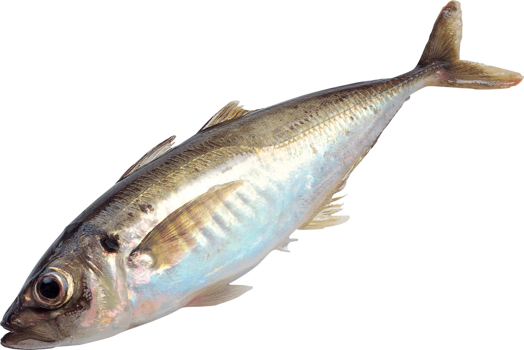 Fish PNG - 5034