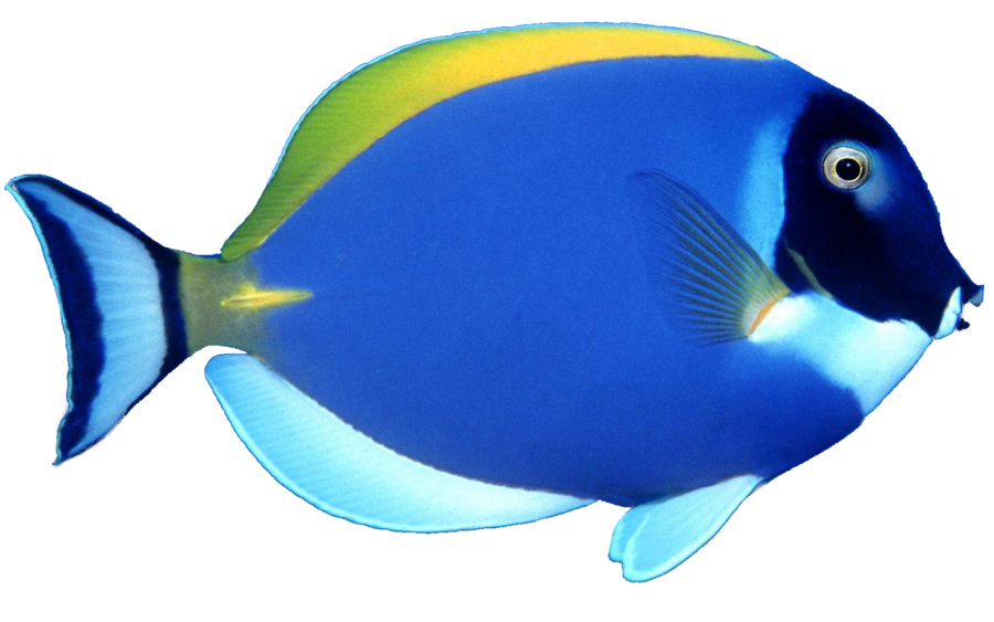 Fish PNG - 24512