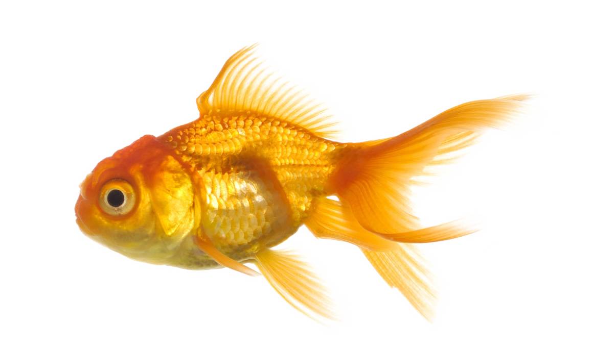 Fish PNG - 24496