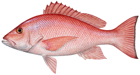 Fish PNG - 24499